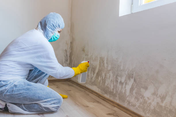 Licensed Mold Cleanup service in Hillsboro, IL - WQB Mold Removal
