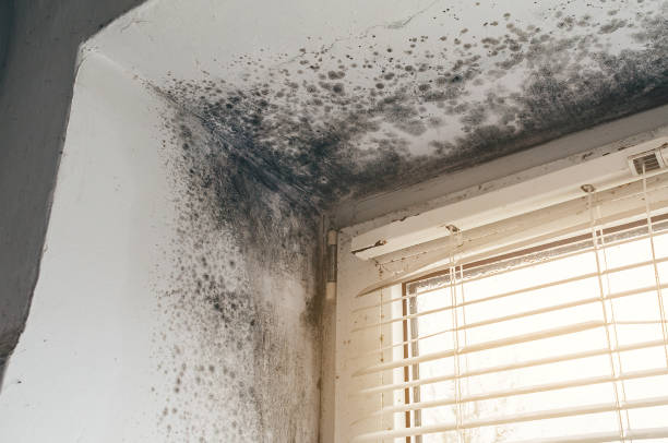 Affordable Mold Cleanup solutions in Hillsboro, IL